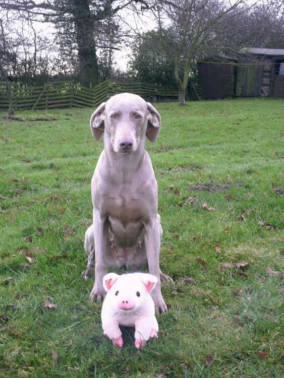 CONNIE & the Pig